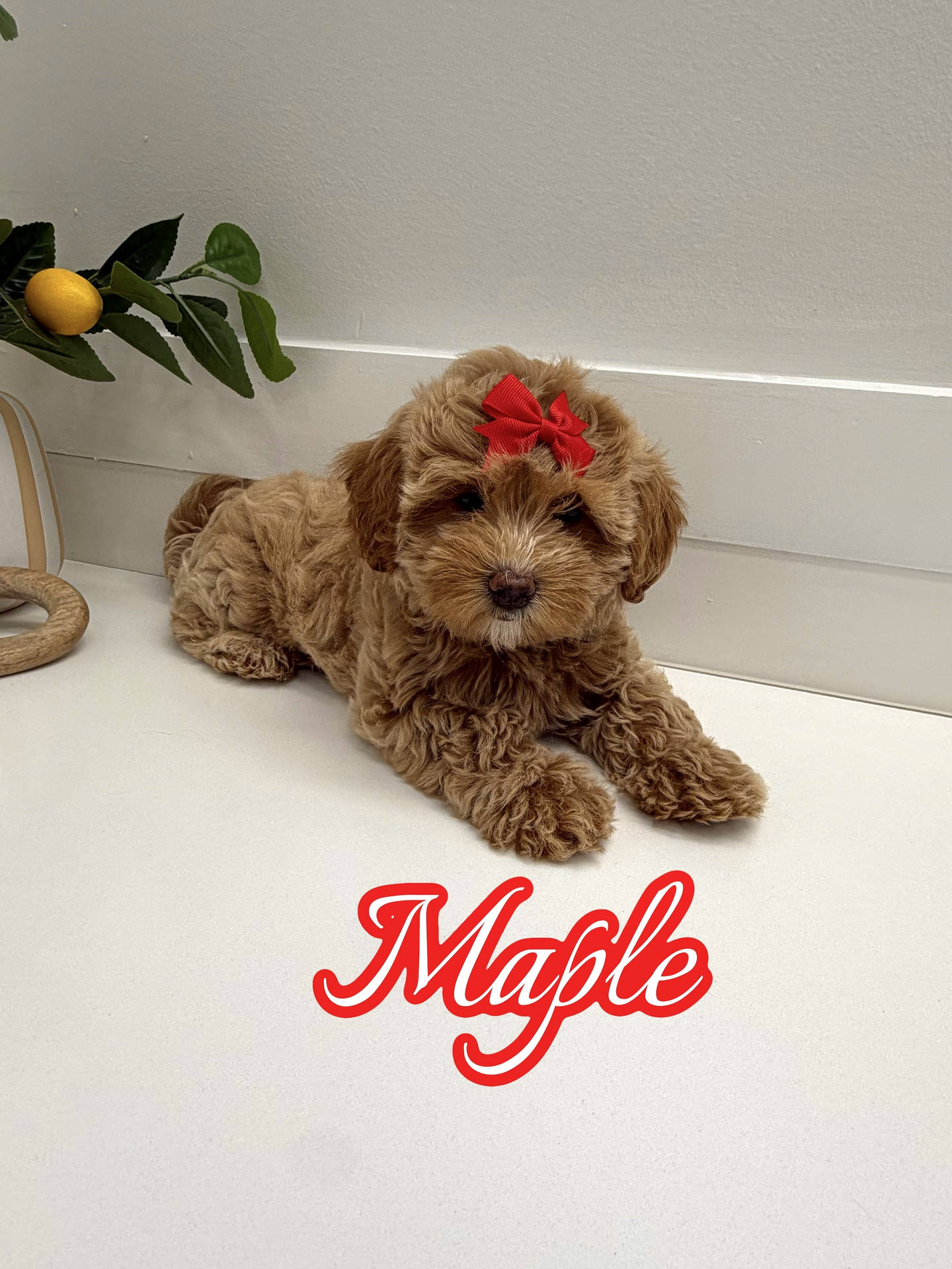 Maple - F Maltipoo Puppy - BPPP Litter --_