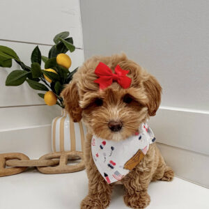 Maple - F Maltipoo Puppy - BPPP Litter --_