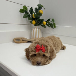 Maple - F Maltipoo Puppy - BPPP Litter --_