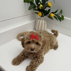 Maple - F Maltipoo Puppy - BPPP Litter --_