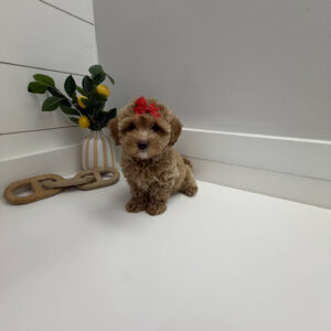 Maple - F Maltipoo Puppy - BPPP Litter --_