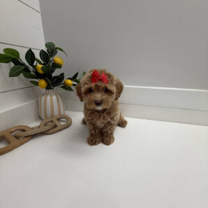 Maple - F Maltipoo Puppy - BPPP Litter --_