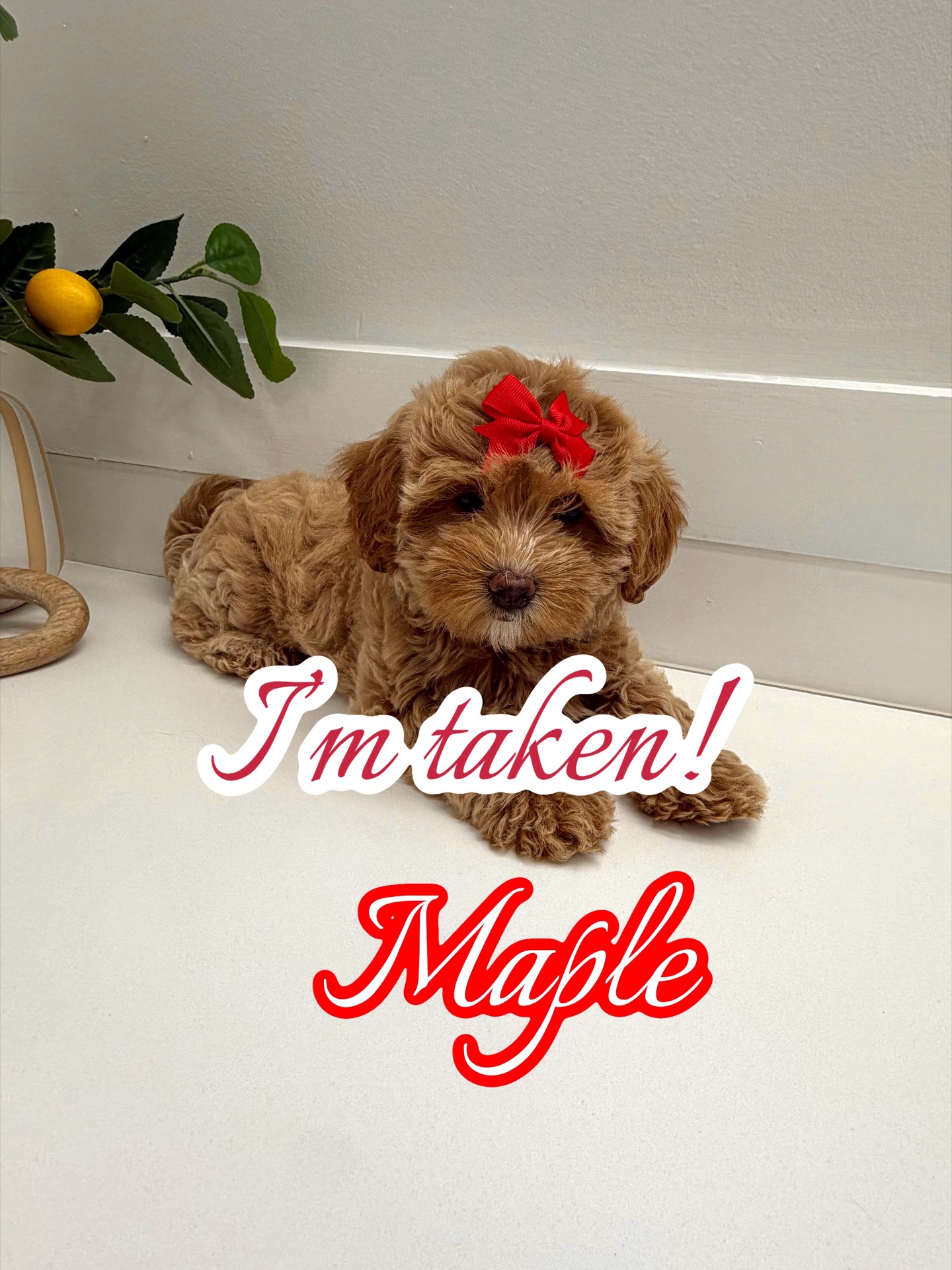 Maple - F Maltipoo Puppy - BPPP Litter --_Forever Home in New York- NY