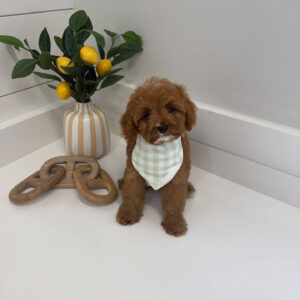 Marco - F Cavapoo Puppy - BPPP Litter --_