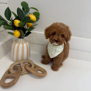 Marco - F Cavapoo Puppy - BPPP Litter --_