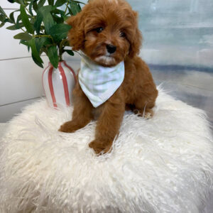 Marco - F Cavapoo Puppy - BPPP Litter --_