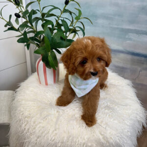 Marco - F Cavapoo Puppy - BPPP Litter --_