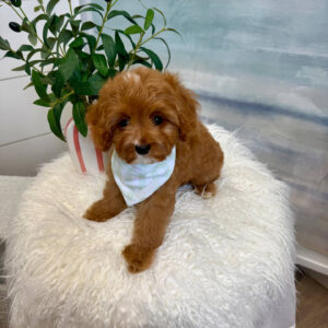 Marco - F Cavapoo Puppy - BPPP Litter --_