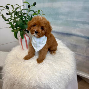 Marco - F Cavapoo Puppy - BPPP Litter --_