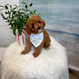 Marco - F Cavapoo Puppy - BPPP Litter --_
