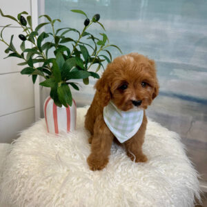 Marco - F Cavapoo Puppy - BPPP Litter --_