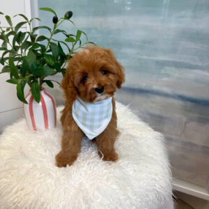 Marco - F Cavapoo Puppy - BPPP Litter --_