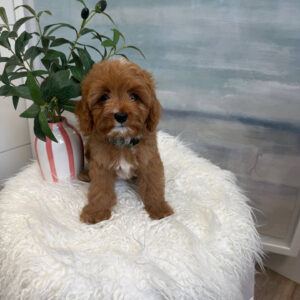 Marco - F Cavapoo Puppy - BPPP Litter --_