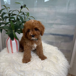 Marco - F Cavapoo Puppy - BPPP Litter --_