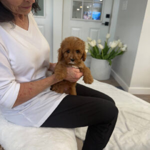 Marco - F Cavapoo Puppy - BPPP Litter --_