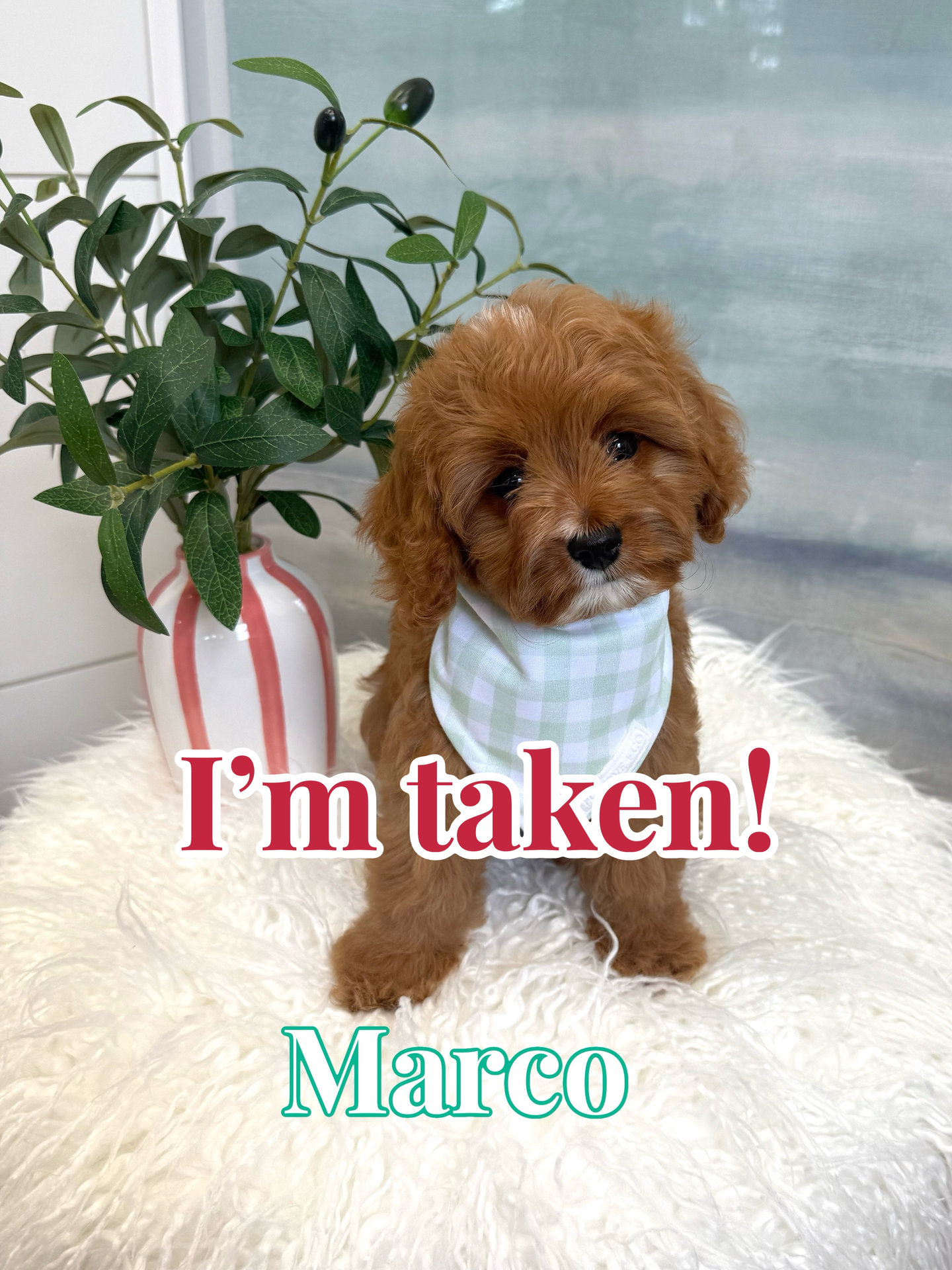 Marco - F Cavapoo Puppy - BPPP Litter --_Forever Home in Winter Beach- FL