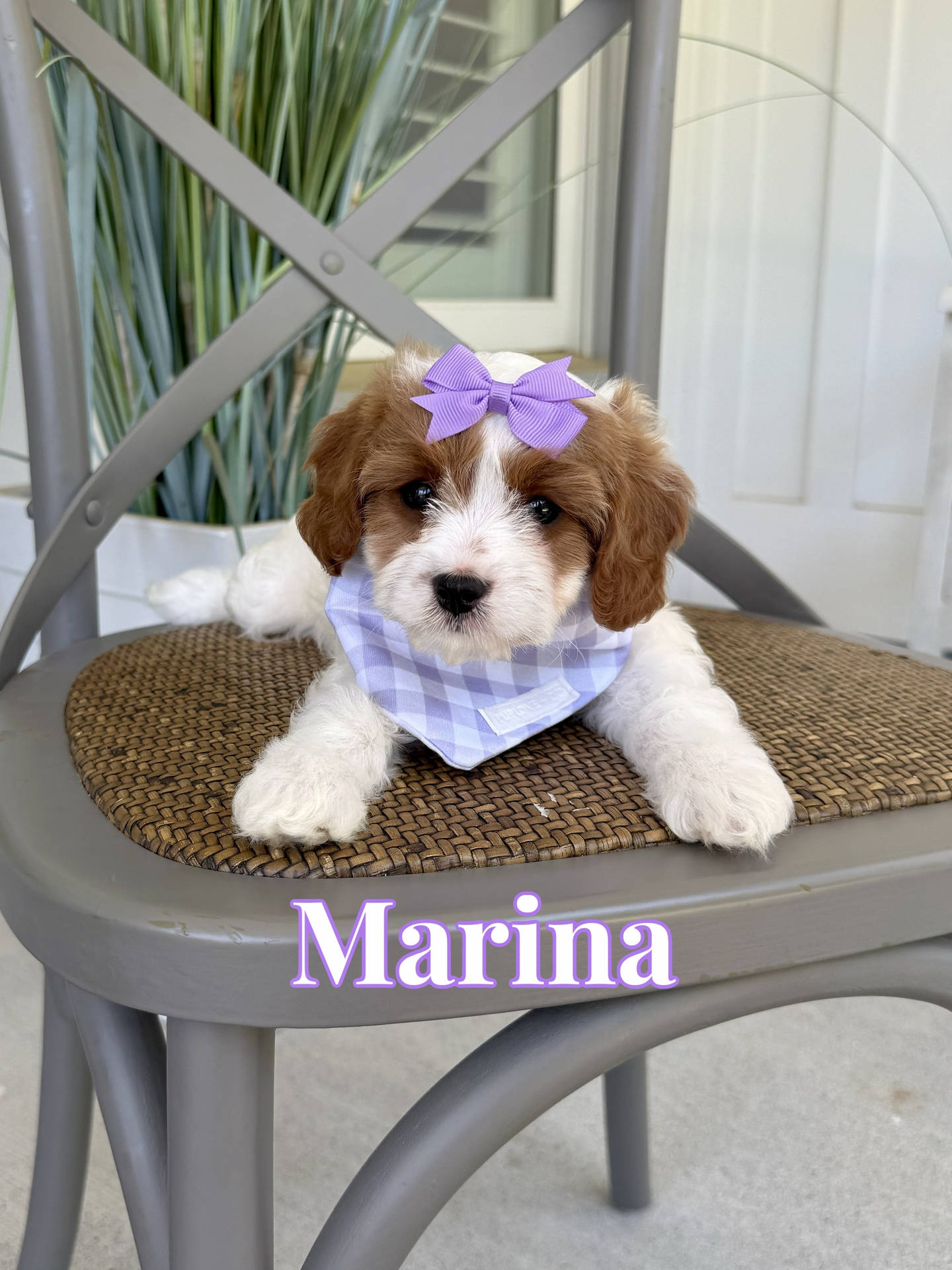 Marina - Toy Cavapoo - Litter --