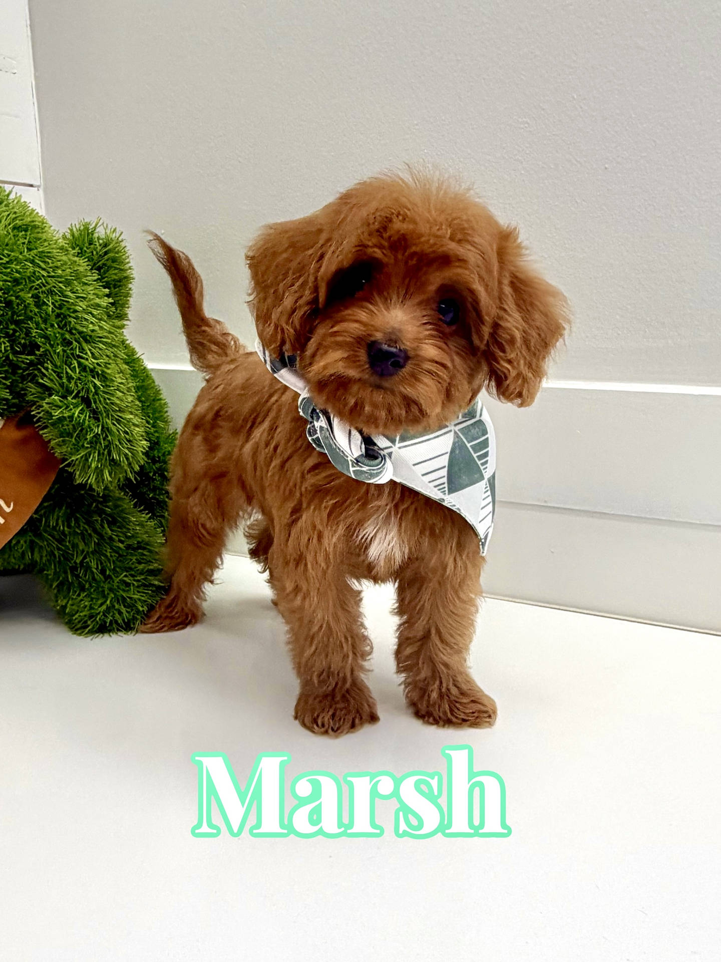Marsh - FBB Cavapoo Puppy - BPPP Litter --_
