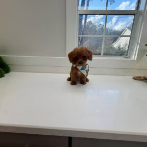 Marsh - FBB Cavapoo Puppy - BPPP Litter --_