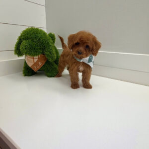 Marsh - FBB Cavapoo Puppy - BPPP Litter --_