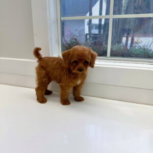 Marsh - FBB Cavapoo Puppy - BPPP Litter --_