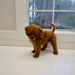 Marsh - FBB Cavapoo Puppy - BPPP Litter --_