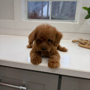 Marsh - FBB Cavapoo Puppy - BPPP Litter --_