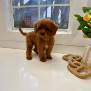 Marsh - FBB Cavapoo Puppy - BPPP Litter --_