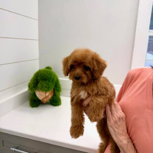 Marsh - FBB Cavapoo Puppy - BPPP Litter --_