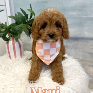 Maui - F Cavapoo Puppy - BPPP Litter --_