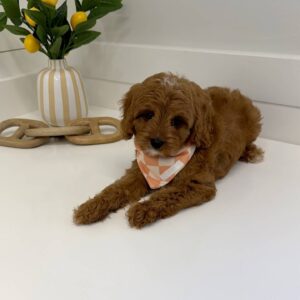 Maui - F Cavapoo Puppy - BPPP Litter --_