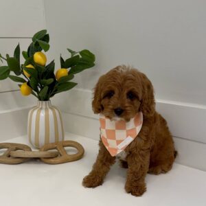 Maui - F Cavapoo Puppy - BPPP Litter --_