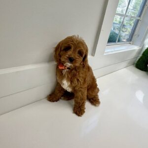 Maui - F Cavapoo Puppy - BPPP Litter --_
