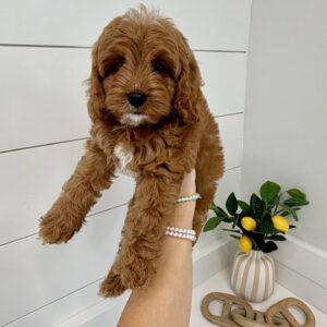 Maui - F Cavapoo Puppy - BPPP Litter --_