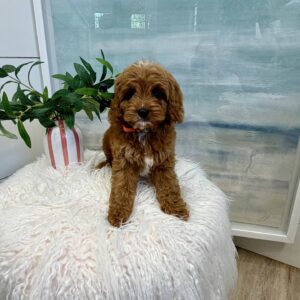 Maui - F Cavapoo Puppy - BPPP Litter --_