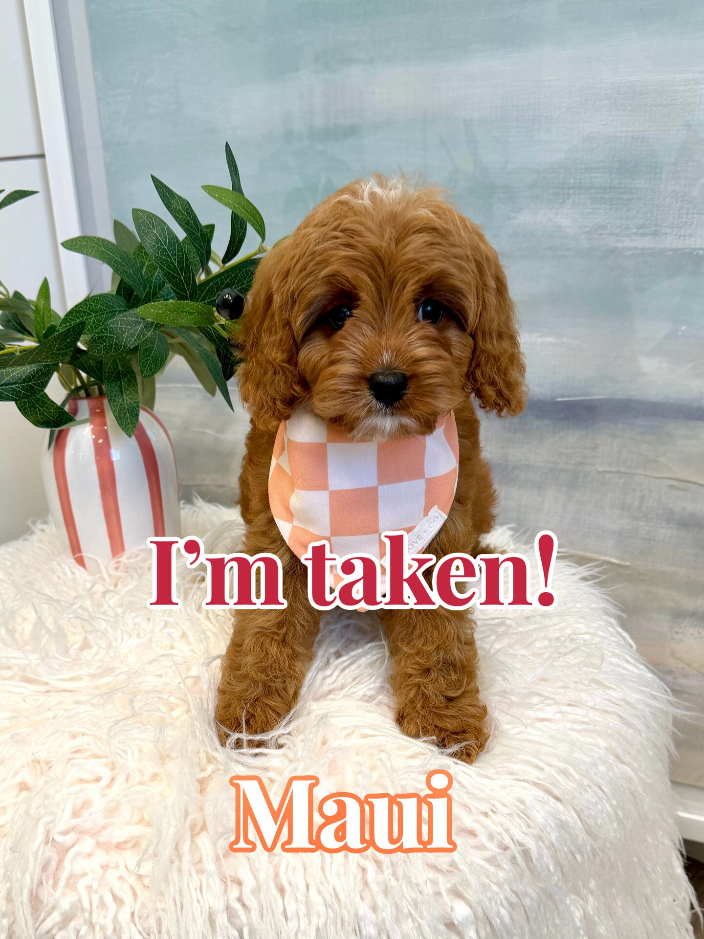 Maui - F Cavapoo Puppy - BPPP Litter --_Forever Home in McLean- VA