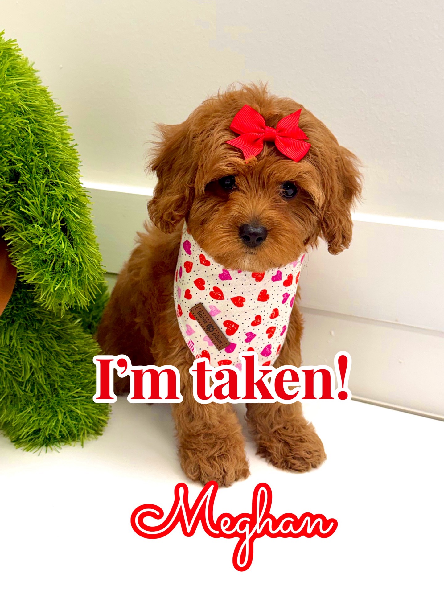 Meghan - FB Cavapoo Puppy - BPPP Litter --_ - Forever Home in Long Island- NY
