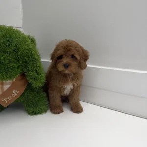 Meghan - FB Cavapoo Puppy - BPPP Litter --_