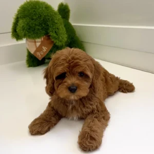 Meghan - FB Cavapoo Puppy - BPPP Litter --_