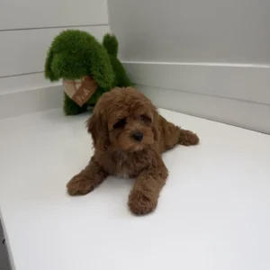 Meghan - FB Cavapoo Puppy - BPPP Litter --_