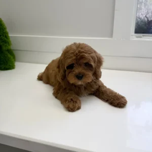 Meghan - FB Cavapoo Puppy - BPPP Litter --_