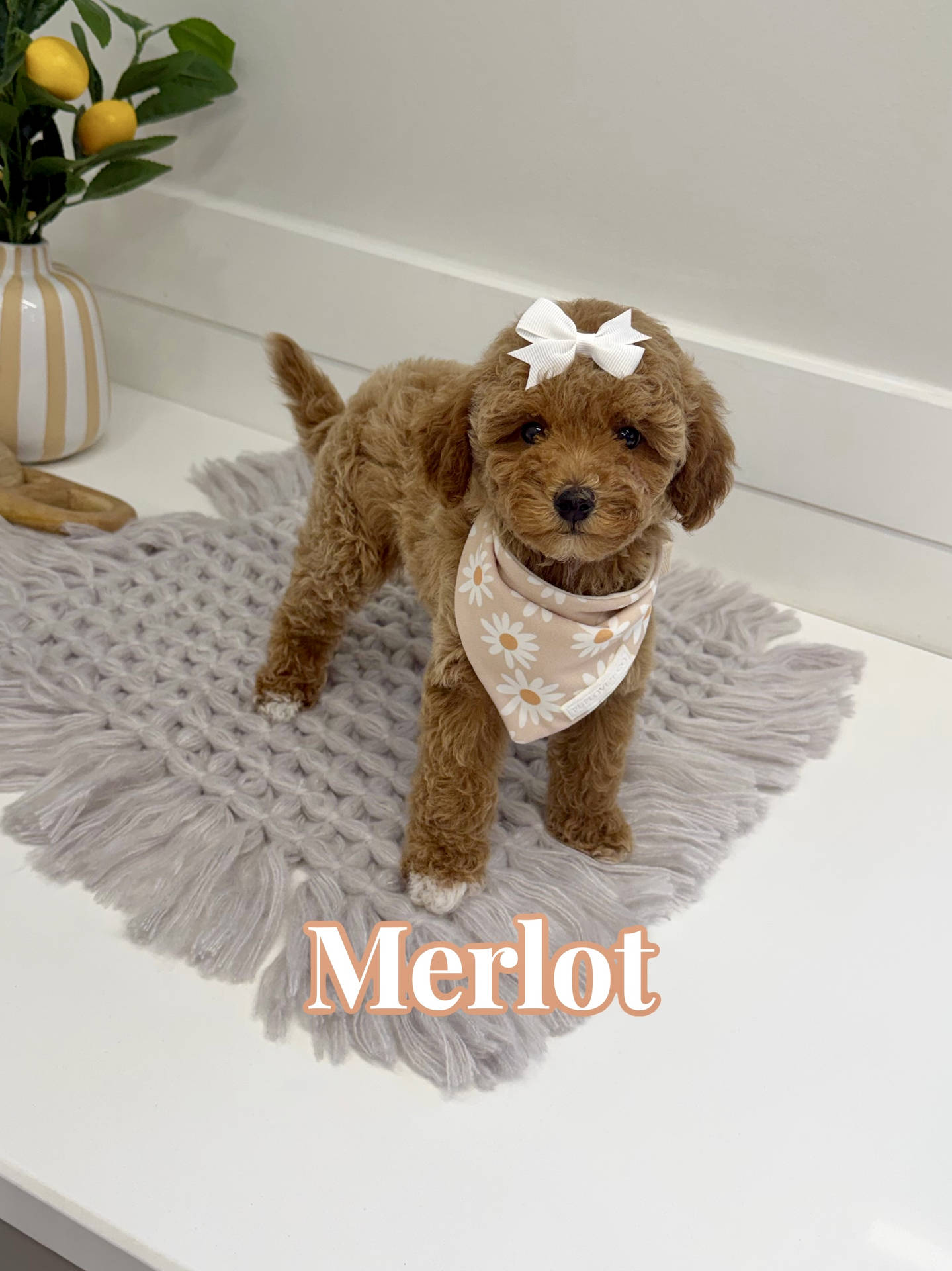 Merlot - Toy Mini Goldendoodle Puppy - PPP Litter --_