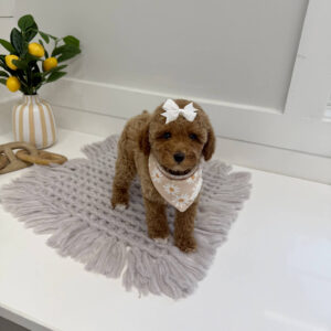 Merlot - Toy Mini Goldendoodle Puppy - PPP Litter --_