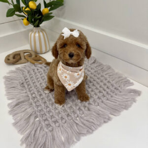 Merlot - Toy Mini Goldendoodle Puppy - PPP Litter --_