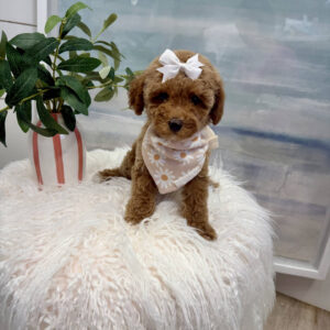Merlot - Toy Mini Goldendoodle Puppy - PPP Litter --_