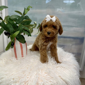 Merlot - Toy Mini Goldendoodle Puppy - PPP Litter --_