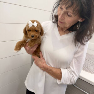 Merlot - Toy Mini Goldendoodle Puppy - PPP Litter --_