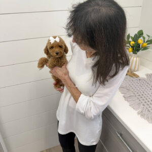 Merlot - Toy Mini Goldendoodle Puppy - PPP Litter --_