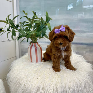 Mertle - FBB Cavapoo Puppy - BPPP Litter --_