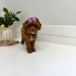 Mertle - FBB Cavapoo Puppy - BPPP Litter --_